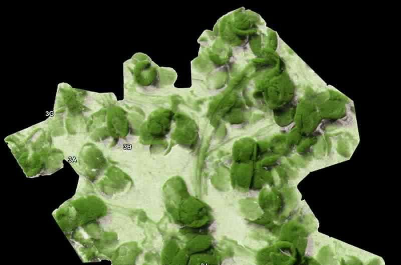 大戟科植物化石揭示古代南美洲到亚洲的“逃生路线”